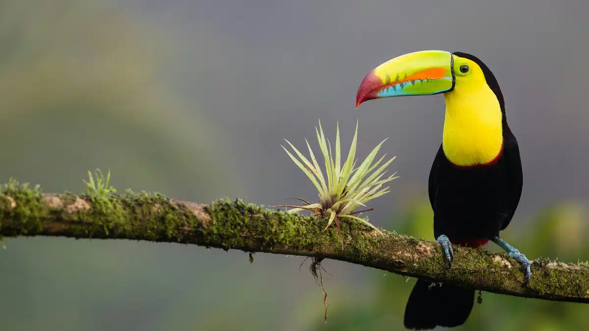 A tropical bird in Costa Rica is perched on a tree branch.