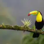 A tropical bird in Costa Rica is perched on a tree branch.