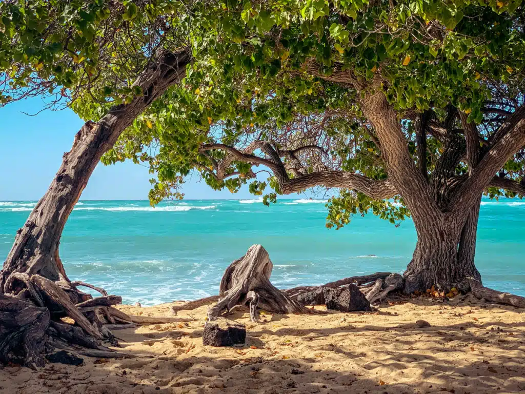 A beach in Hawaii.