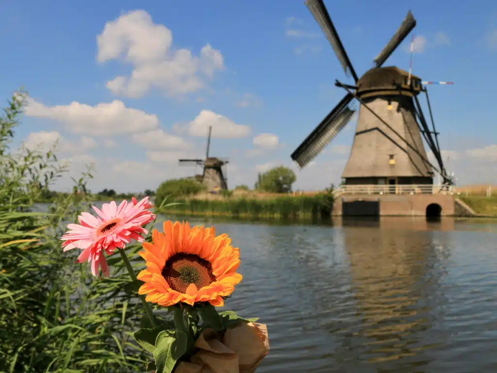 A pair of flowers in front of a canal in full bloom. A windmill in the background.