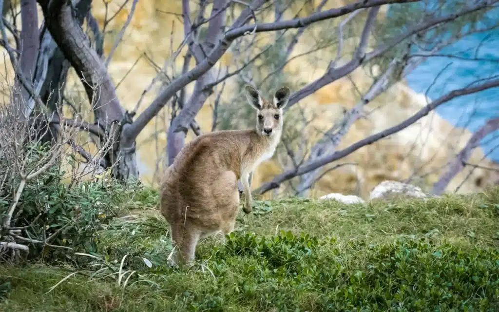 A kangaroo in Australia. Whether you move or go on vacation to see these fellas, shipping to Australia from USA is cheap with PostFromUS!