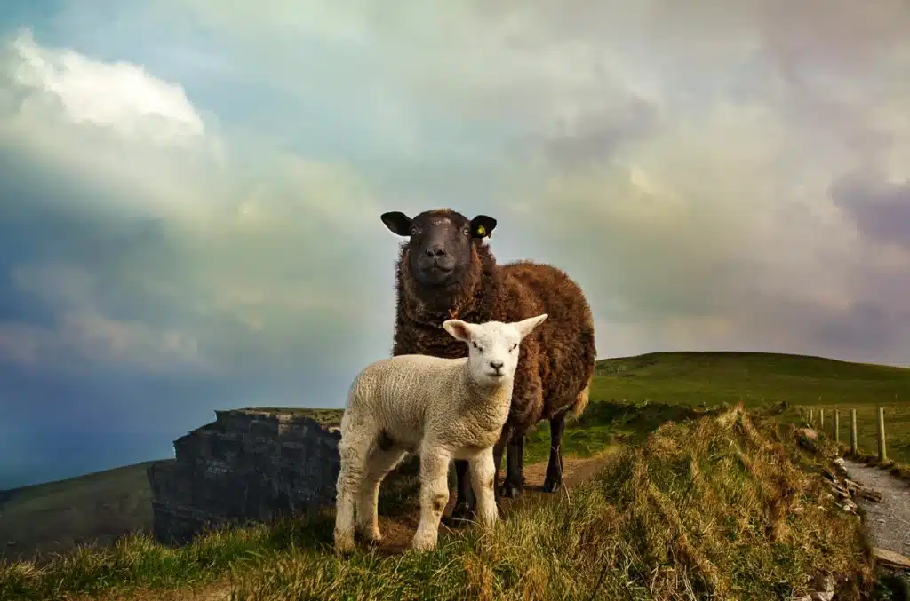 A black sheep and a smaller white sheep are standing on a hill under a cloudy sky in Ireland. Shipping to Ireland from the US can involve sending parcels to very remote locations, vastly different from their origin!