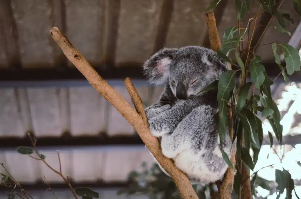 A koala is sleeping in a tree in Australia.